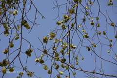 Holoptelea integrifolia